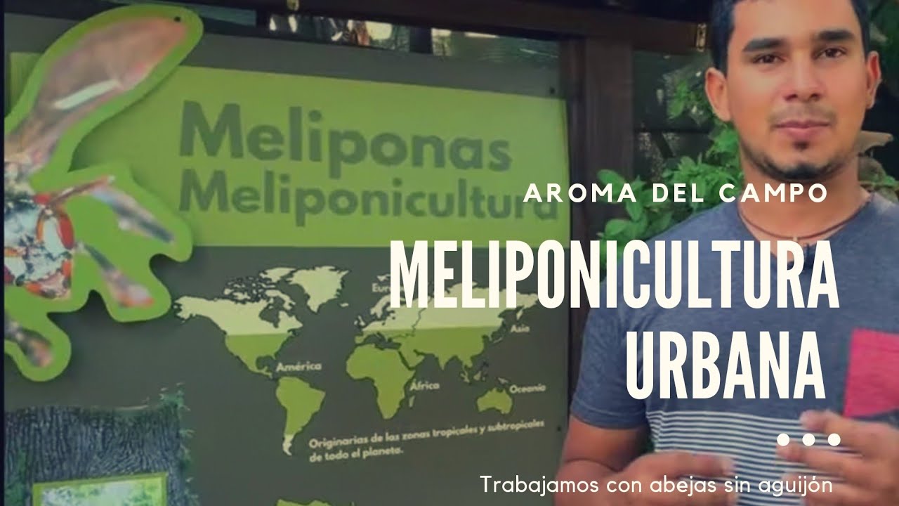 Meliponicultura urbana, abejas en la ciudad!