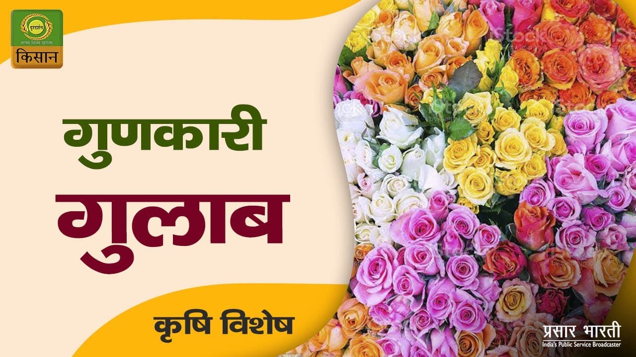 Krishi Vishesh : Rose farming | कृषि विशेष : मुनाफे का सौदा, गुणकारी गुलाब की खेती | Jan 05, 2024