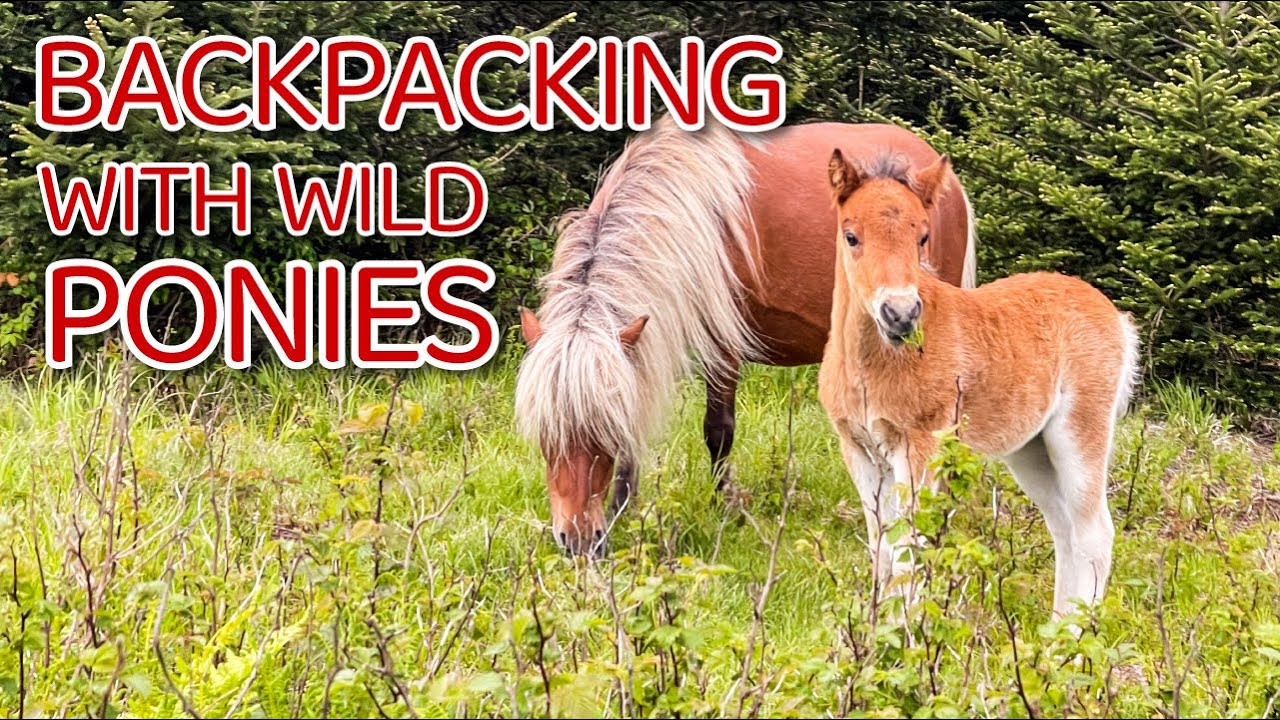 Backpacking With Wild Ponies at Grayson Highlands, Virginia