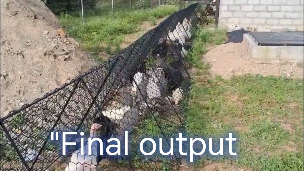 Creating Our First Chicken Tunnel on the Farm
