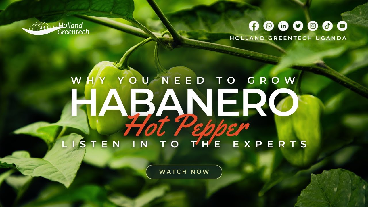 Why You Need To Grow Habanero Hot Pepper WEBINAR.