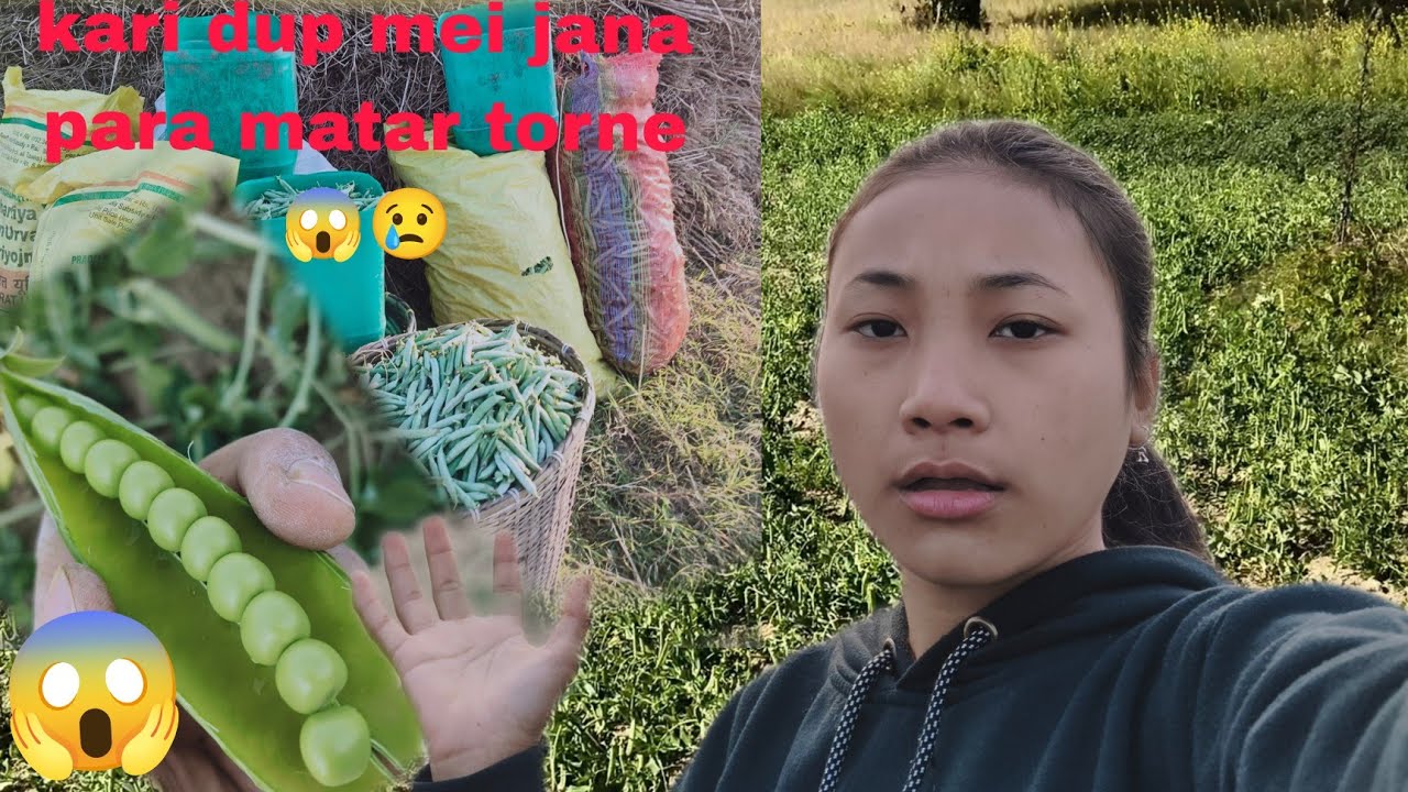 Kari dup mei  kheti jana ?? Speed mei jate hue sas nai le pa raha tah 😢||kitna kg mila hoga hmko 😱🫣
