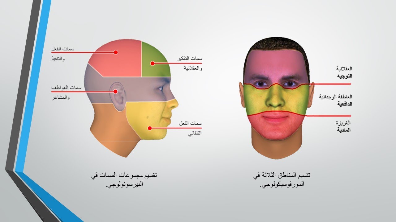 08 نسب الوجه وأولويات الحياة | تعلم الفراسة و قراءة الوجه