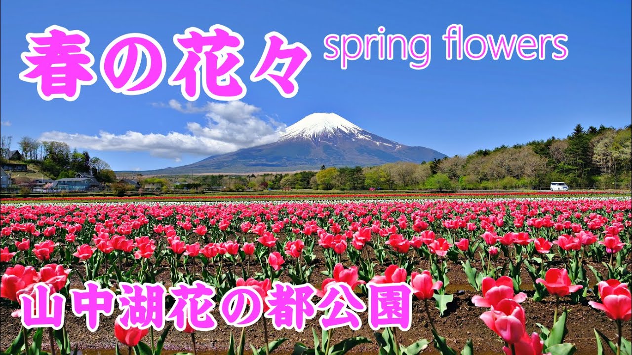 春の花々 山中湖花の都公園 2023 チューリップ ネモフィラ 山中湖村 4K | Mount Fuji and spring flowers ｜山梨観光スポット