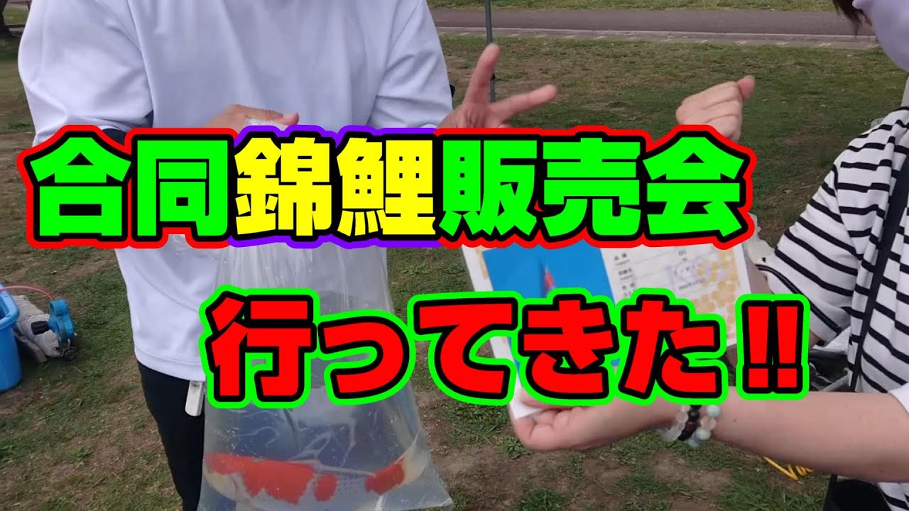 【汚池再生計画】福岡県筑後広域公園で開催された、7社合同『錦鯉』販売会に行ってみた‼#koi#koipond＃泳ぐ宝石錦鯉