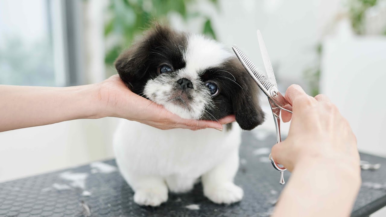初めてのカットされるペキニーズの子犬