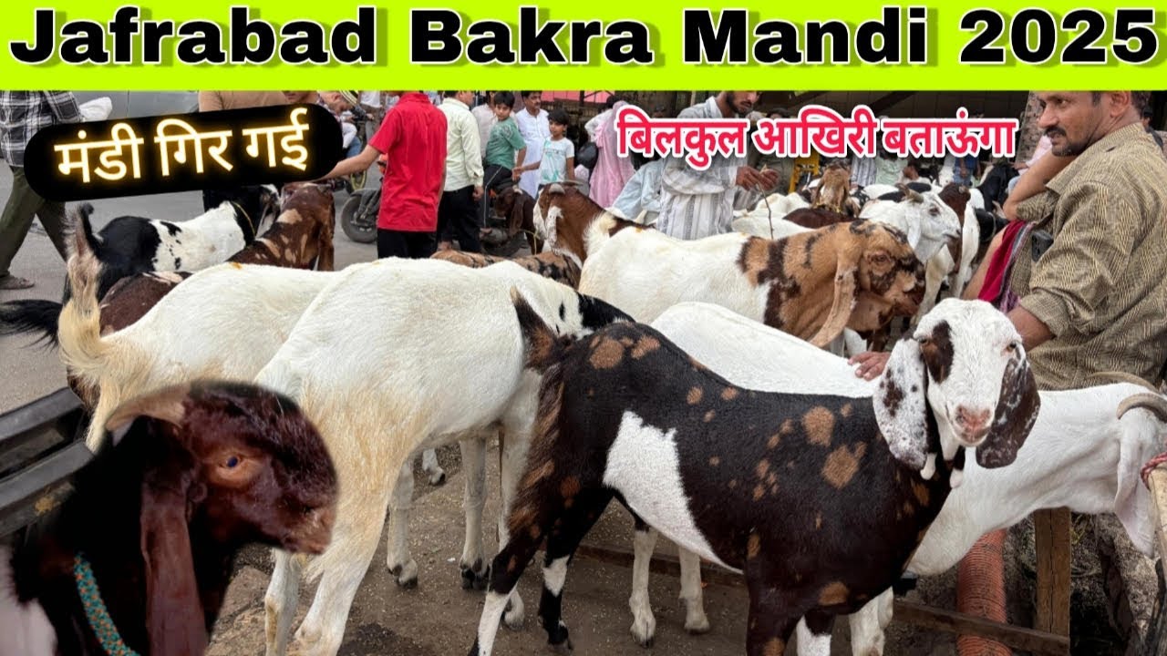 Jafrabad bakra Mandi 2025 Latest video | Bakra Mandi Jafrabad | Delhi Bakra Mandi 2025