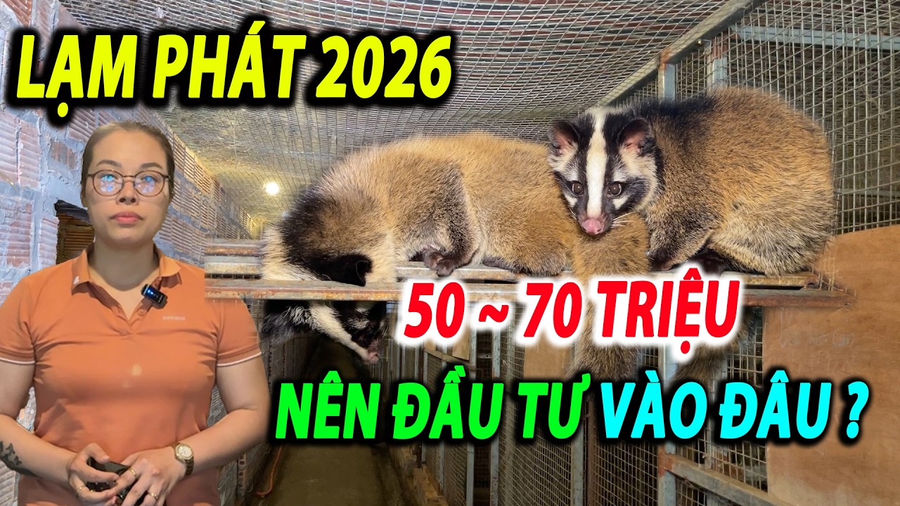 LẠM PH&Aacute;T 2026 VỚI 50~70 TRIỆU B&Agrave; CON N&Ecirc;N ĐẦU TƯ V&Agrave;O Đ&Acirc;U | CHANNUOI.NET