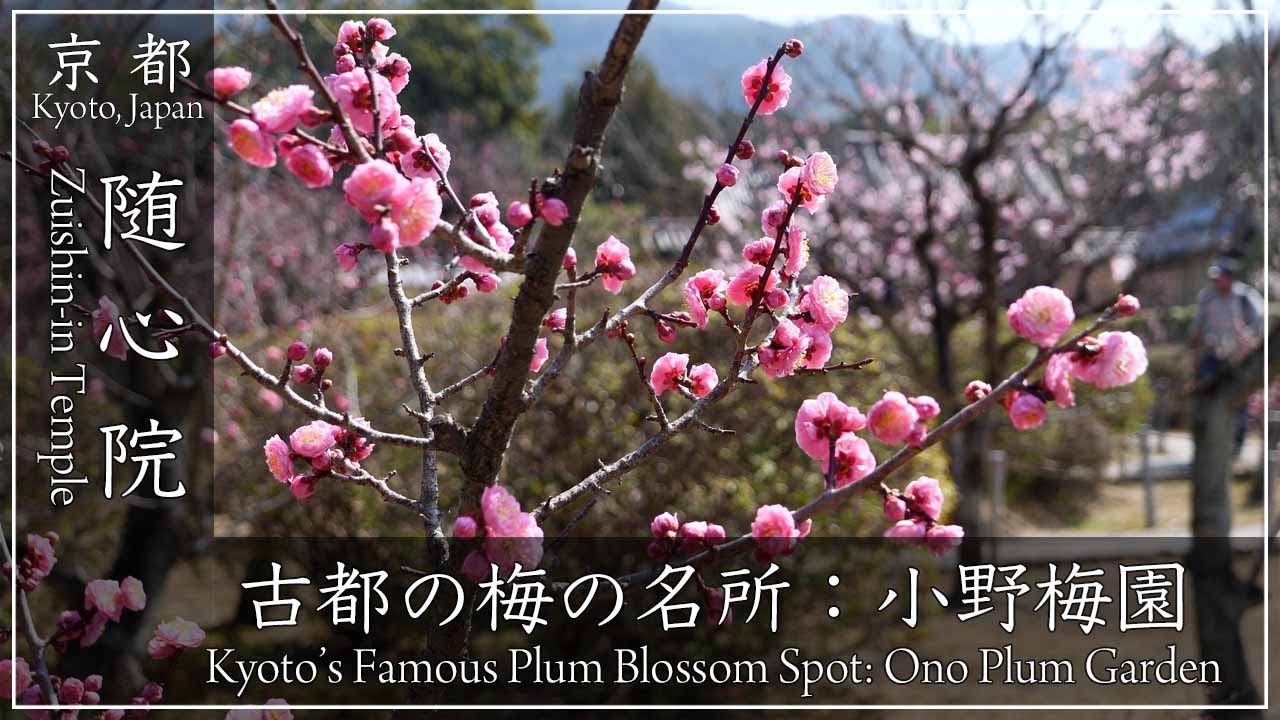 早春の京都・梅 〜 随心院 小野梅園 〜 梅園内には遅咲きの「はねずの梅」、紅梅・白梅約230本の梅が植えられており、三月下旬には満開の梅が訪れた人を包んでくれます。[No.646]