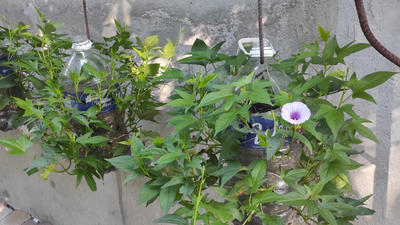 Kamote sa Plastic Bottle | Container Garden