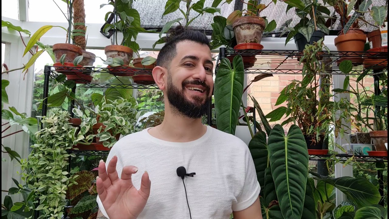 Look at how the philodendron Splendid bounced back