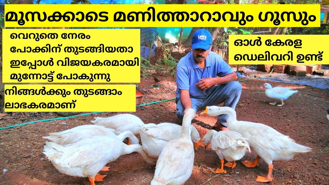 മണിത്താറാവും ഗൂസും മാത്രം വളർത്തുന്ന മൂസക്ക #flyingduck  #goose shan media