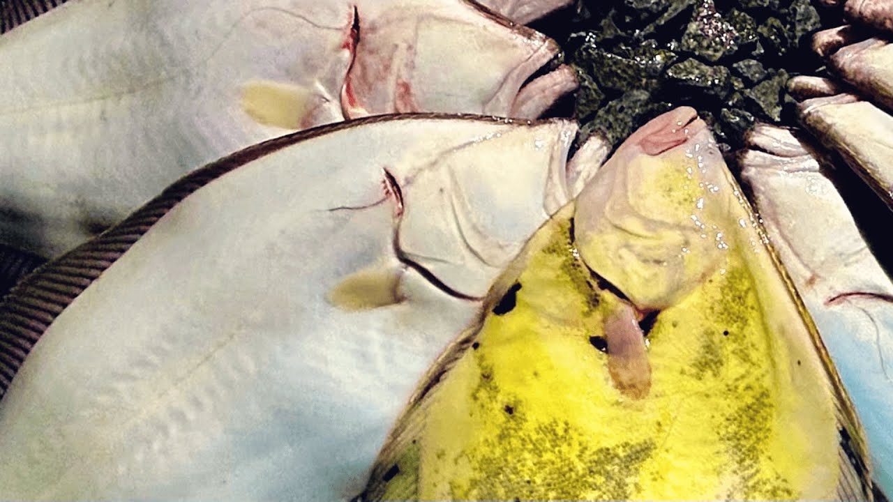 北海道の漁港で猛烈ヒラメラッシュ