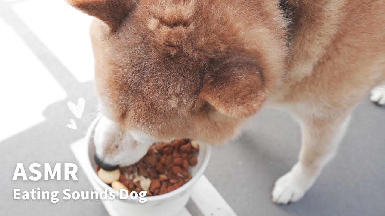 【ASMR/咀嚼音】カリカリご飯｜Eating Sounds Dog/柴犬の咀嚼音 #asmr #柴犬 #shiba