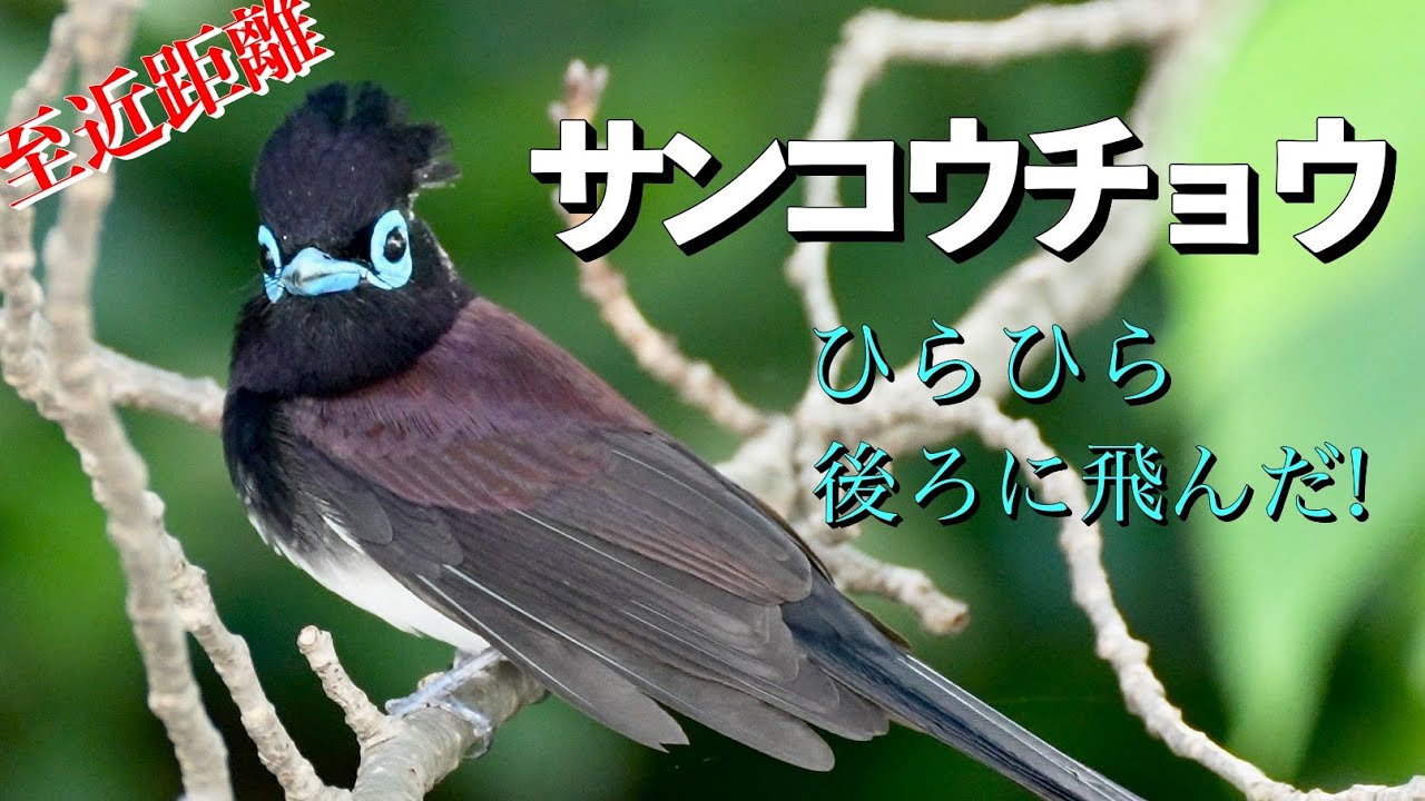 【サンコウチョウ】至近距離！ヒラヒラ後ろに飛んだ！