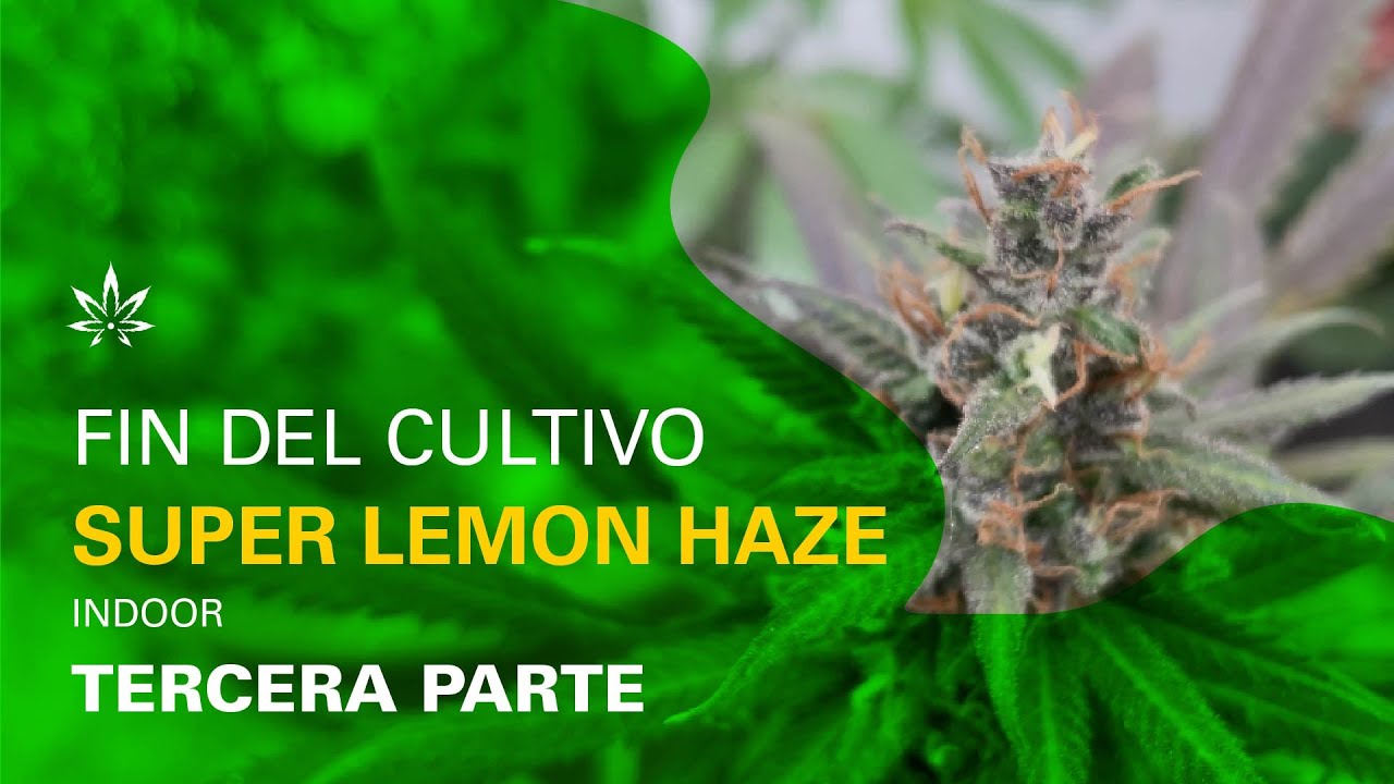 S&Uacute;PER LEMON HAZE | FLORACI&Oacute;N