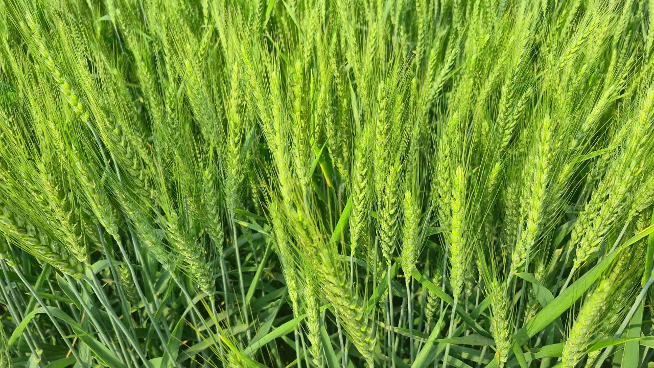 Gehun ka Hara Bhara fasal Views | गेहूं का हरा भरा फसल Village Views