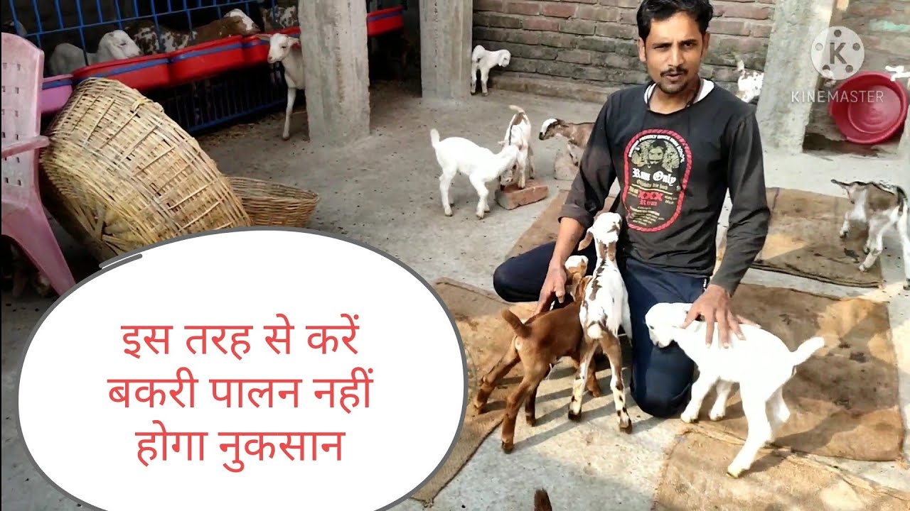 बकरी के बच्चे ऐसे बचाएं तो आप बकरी पालन में सफल है #goatfarming #first_food_new_goat_baby #umesh