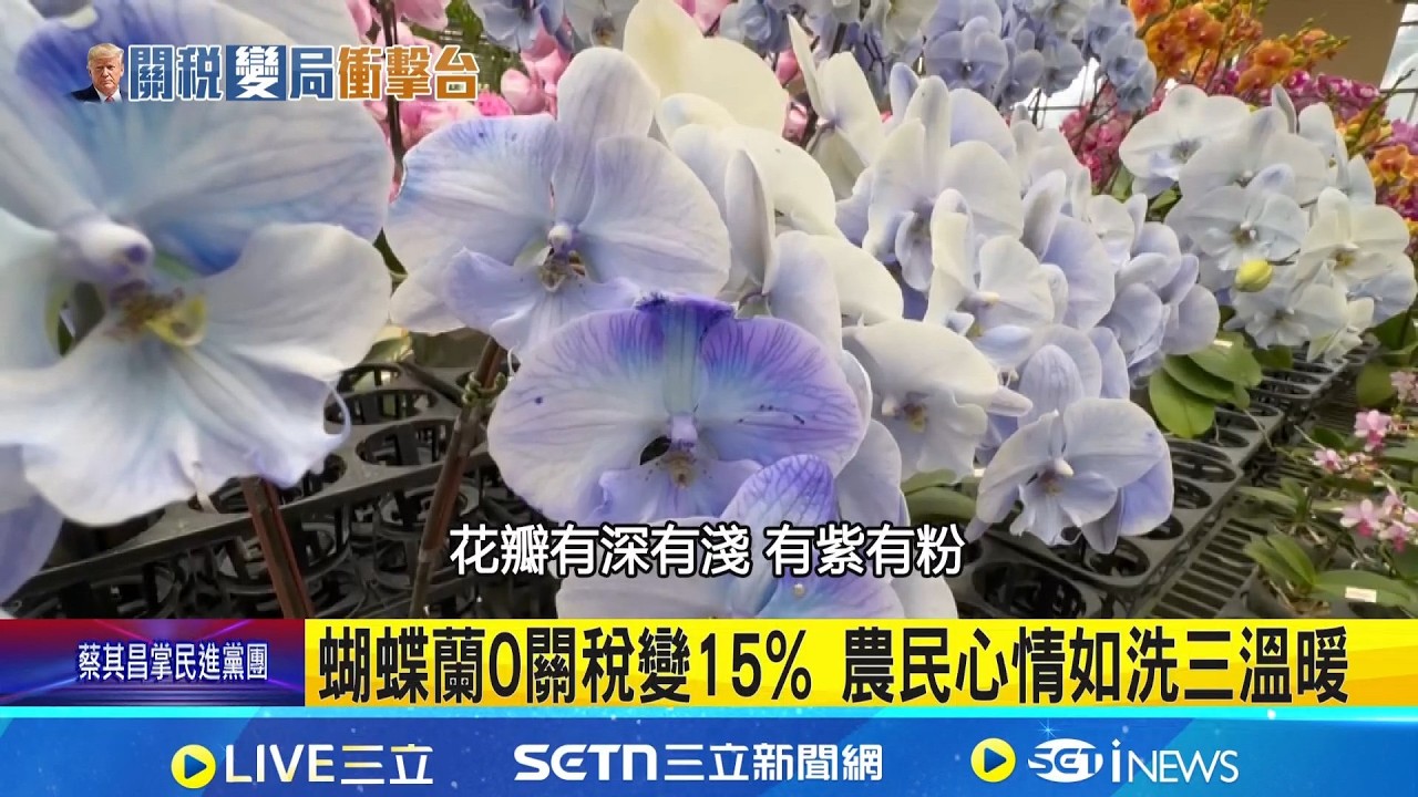 蝴蝶蘭0關稅變15% 農民心情如洗三溫暖 關稅風暴襲! 蘭花農急分散市場