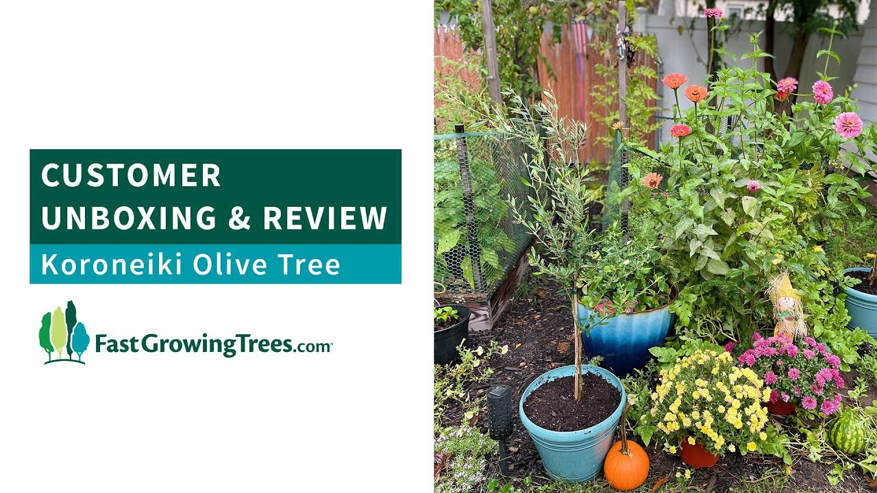 Koroneiki Olive Tree @blueowlhomestead