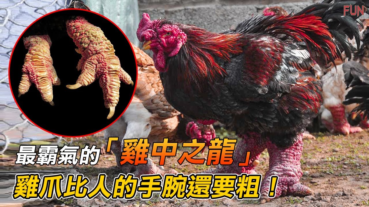最霸氣的「雞中之龍」雞爪比人的手腕還要粗！|「雞中的藍寶基尼」它的肉具有神奇的力量？