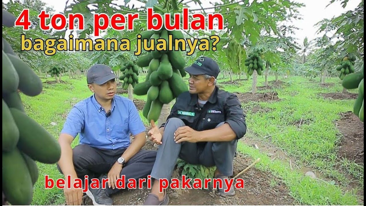 CARA BUDIDAYA PEPAYA CALIFORNIA  DARI BIBIT SAMPAI PENJUALAN OLEH PAKARNYA