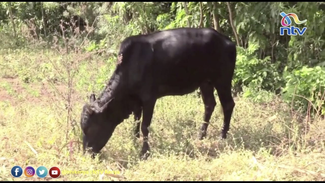 Bungoma man on the run after 'having intercourse' with a cow