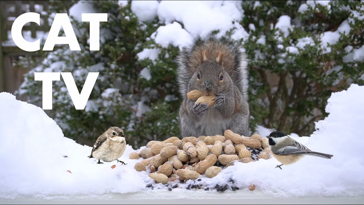 Saturday Morning Cartoons for Pets 🐱 - Backyard Birds and Squirrels in the Snow - Feb 07, 2026