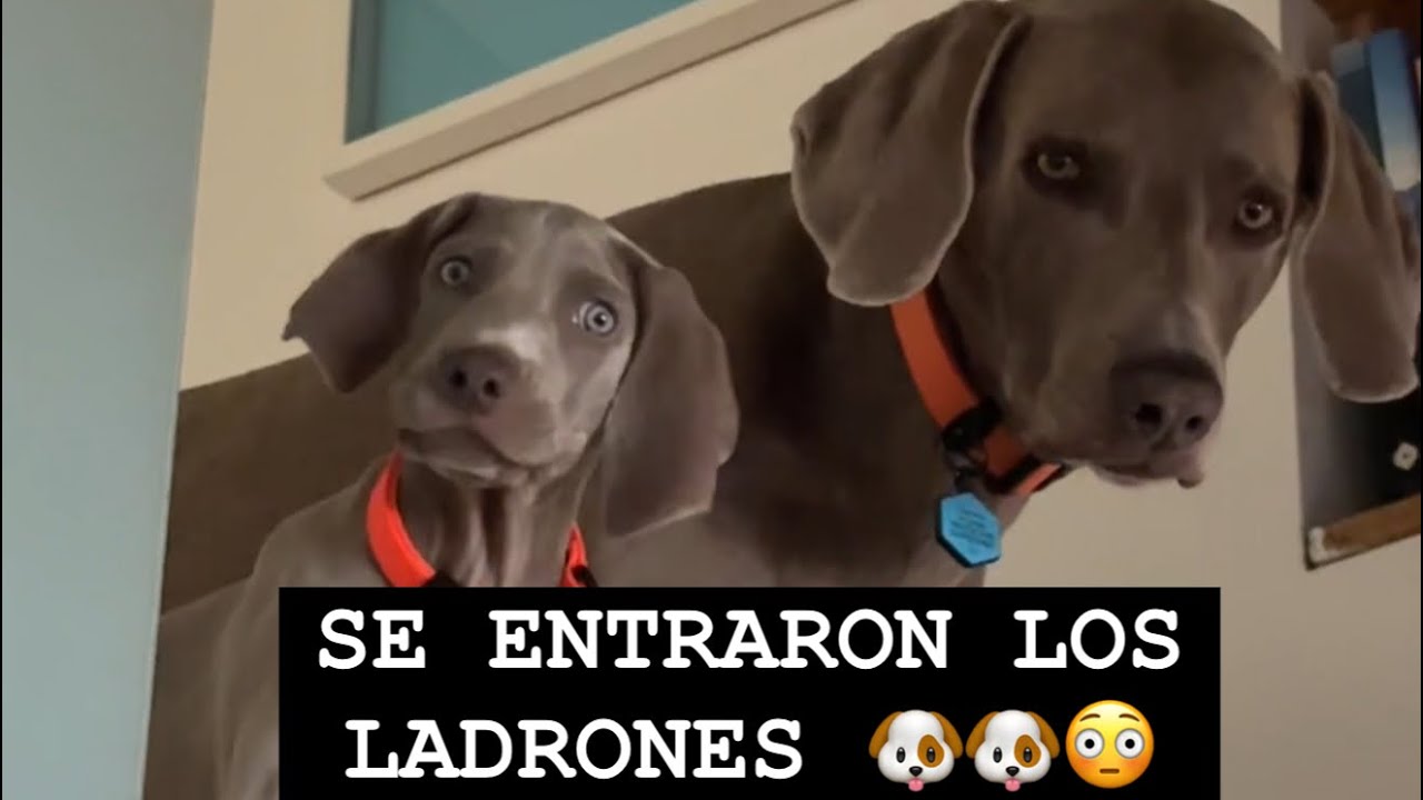 Los ladrones se arriesgaron a ser atacados por estas fieras 🐶🐶😱