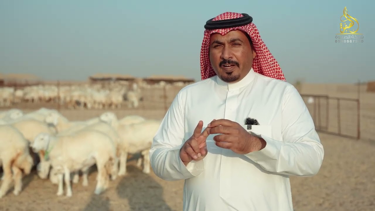 الحلقة الثانية من تربية أغنام الحري مع أبو وسام عادل الحذيفي 