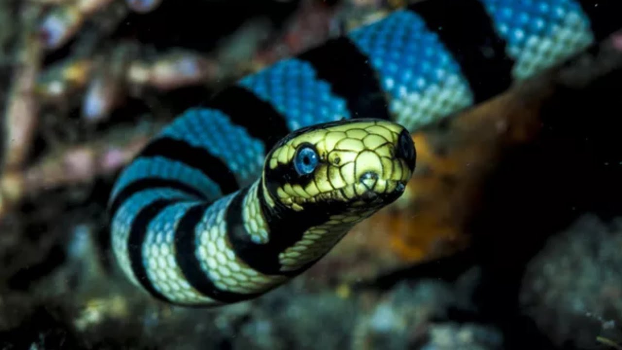 Belcher's sea snake - one of the most venomous sea snakes in the world