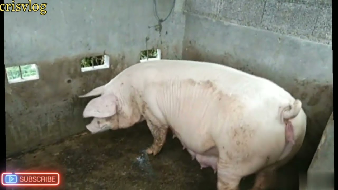 Over due ng 7days ang pag buntis ng aking inahing baboy,buhay pakaya? lutalyse injection ang gamitin
