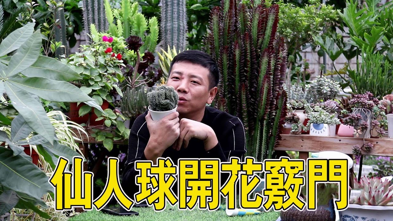 【養養養花花花】緋花玉仙人球不會養？土壤裡加點&ldquo;它&rdquo;，延長花期花朵更艷麗