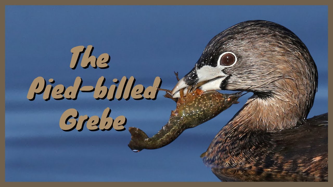 The Pied-billed Grebe: Everything you need to know | Diving, Hunting, Flying, Sound/Call/Song
