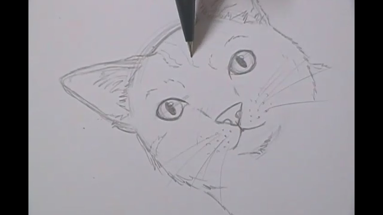 Tutorial - Como desenhar gatos / How to draw cats