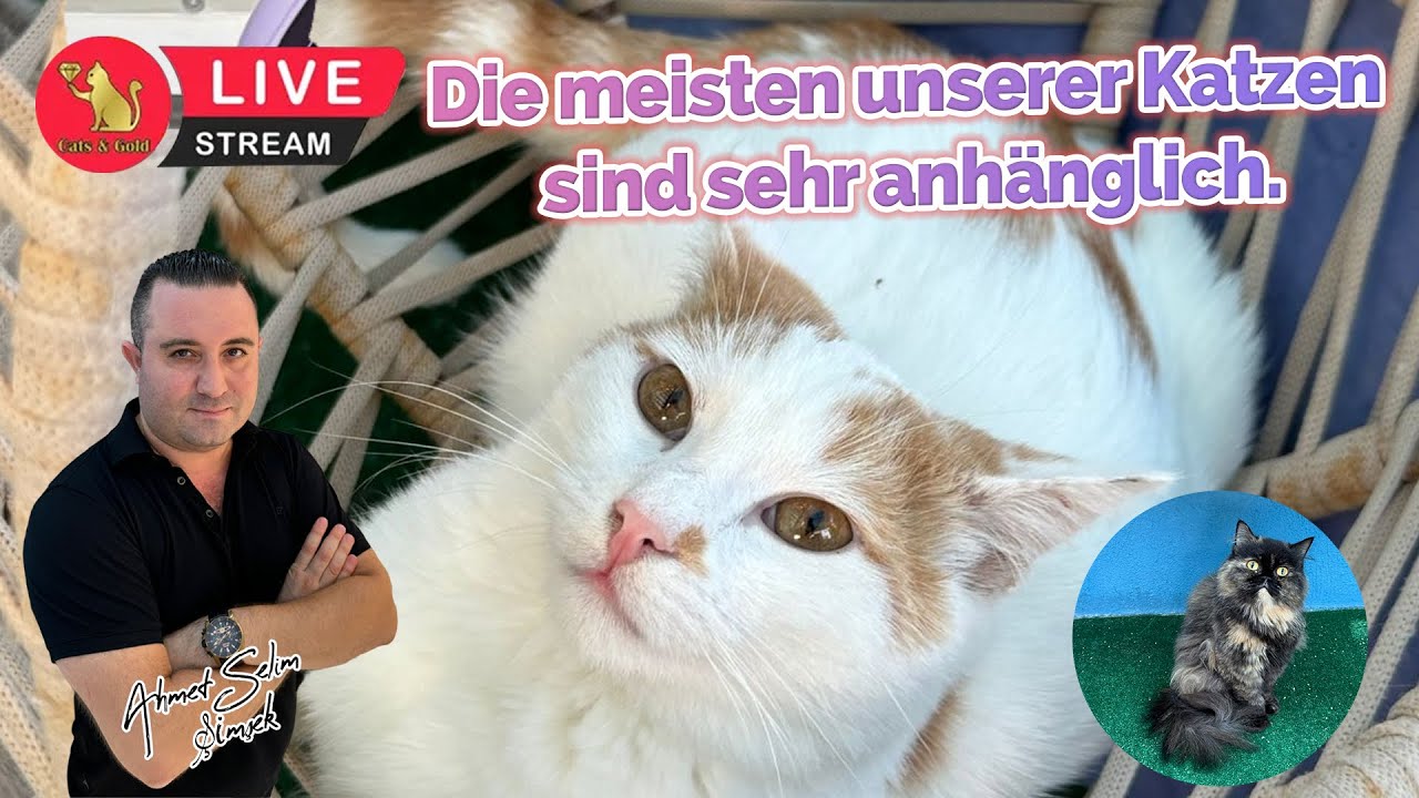 Die meisten unserer Katzen sind sehr anhänglich.