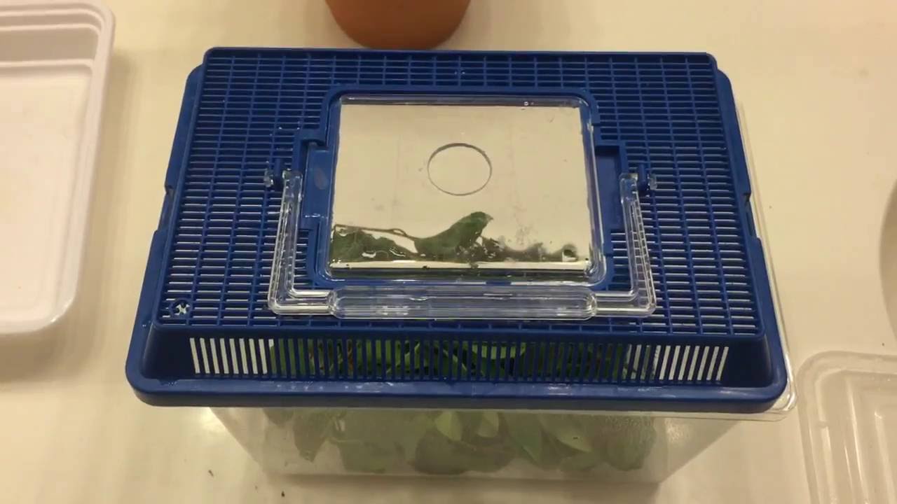 Atlas Moth Caterpillars: New Enclosure