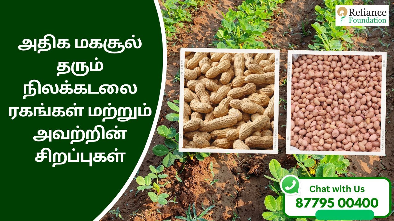 அதிக மகசூல் தரும் நிலக்கடலை ரகங்கள் | High-Yielding Groundnut Varieties