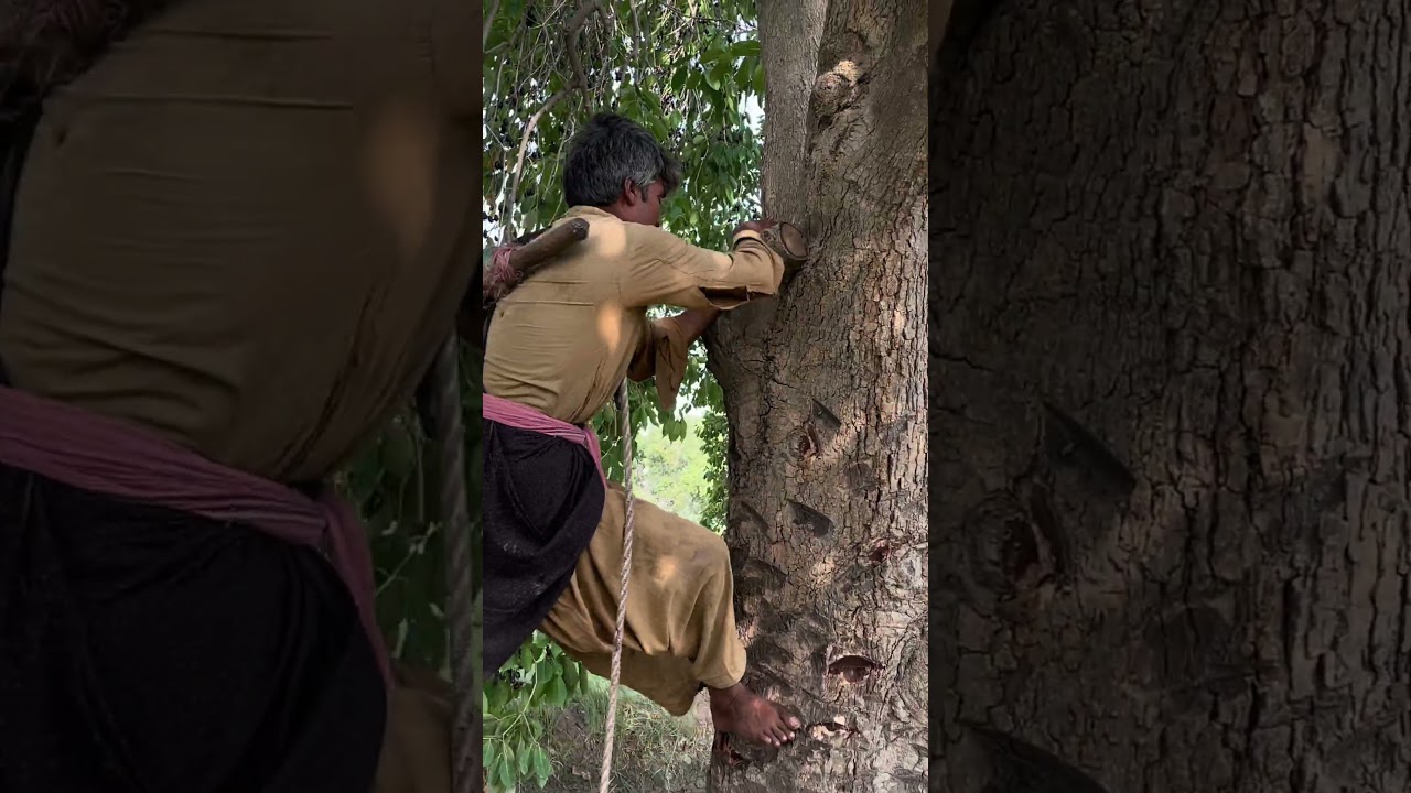 Jamun Farming In Pakistan | Java Plum