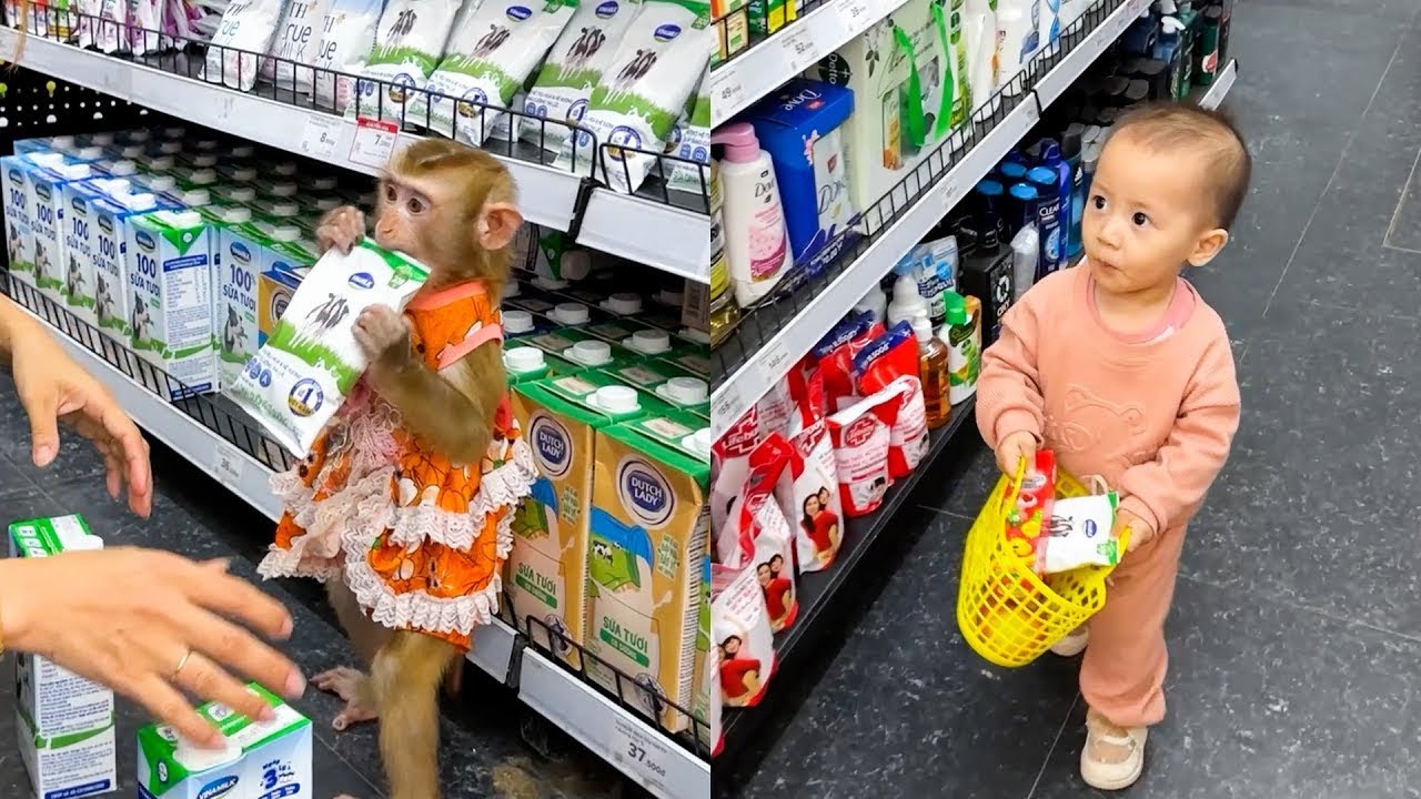 Monkey Kaka and Diem choose their favorite food in the supermarket