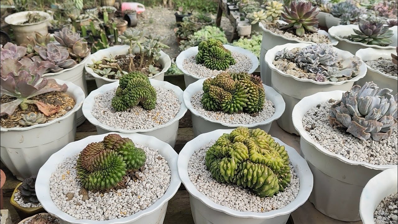 Grabe nagulat ako malalaki pala sila🤩
