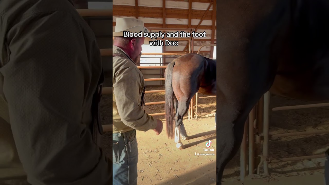 Blood supply the foot and saddle with Dr.Wimer. #saddlefitting #horse #farrier #horsegear