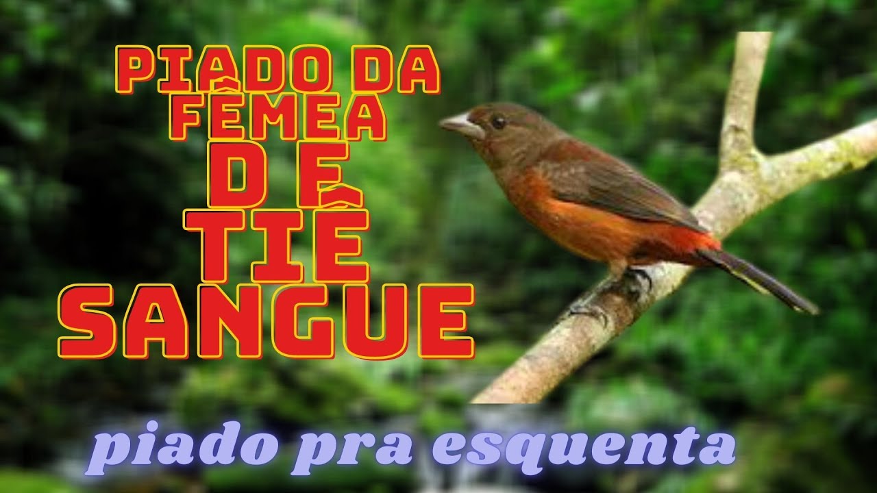 F&ecirc;mea de Ti&ecirc; sangue piando e machiando.