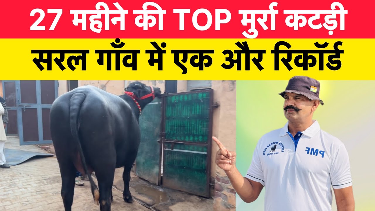 27 महीने की TOP मुर्रा कटड़ी -  सरल गाँव में एक और रिकॉर्ड | SARAL ( TOSHAM , BHIWANI )