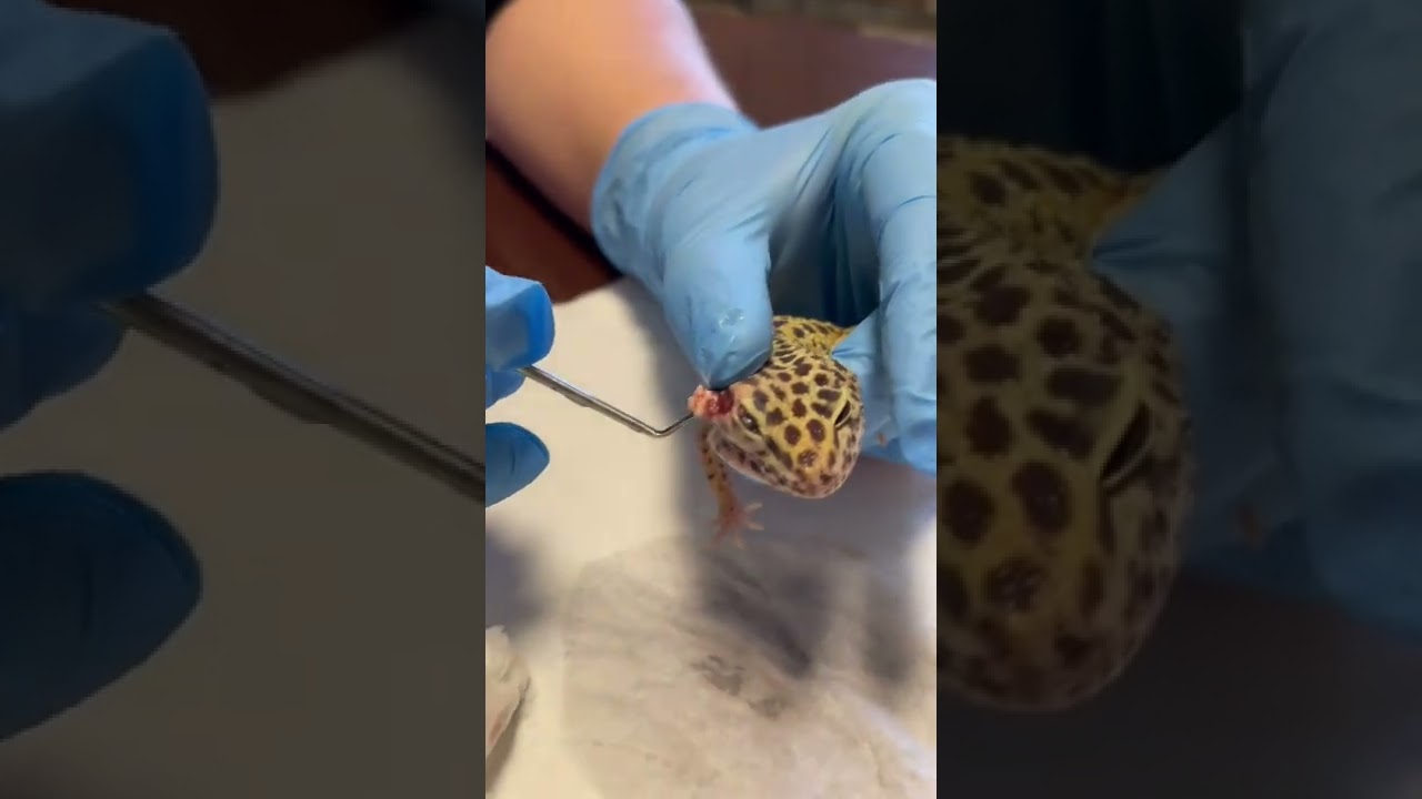 #leopardgecko #reptile #help