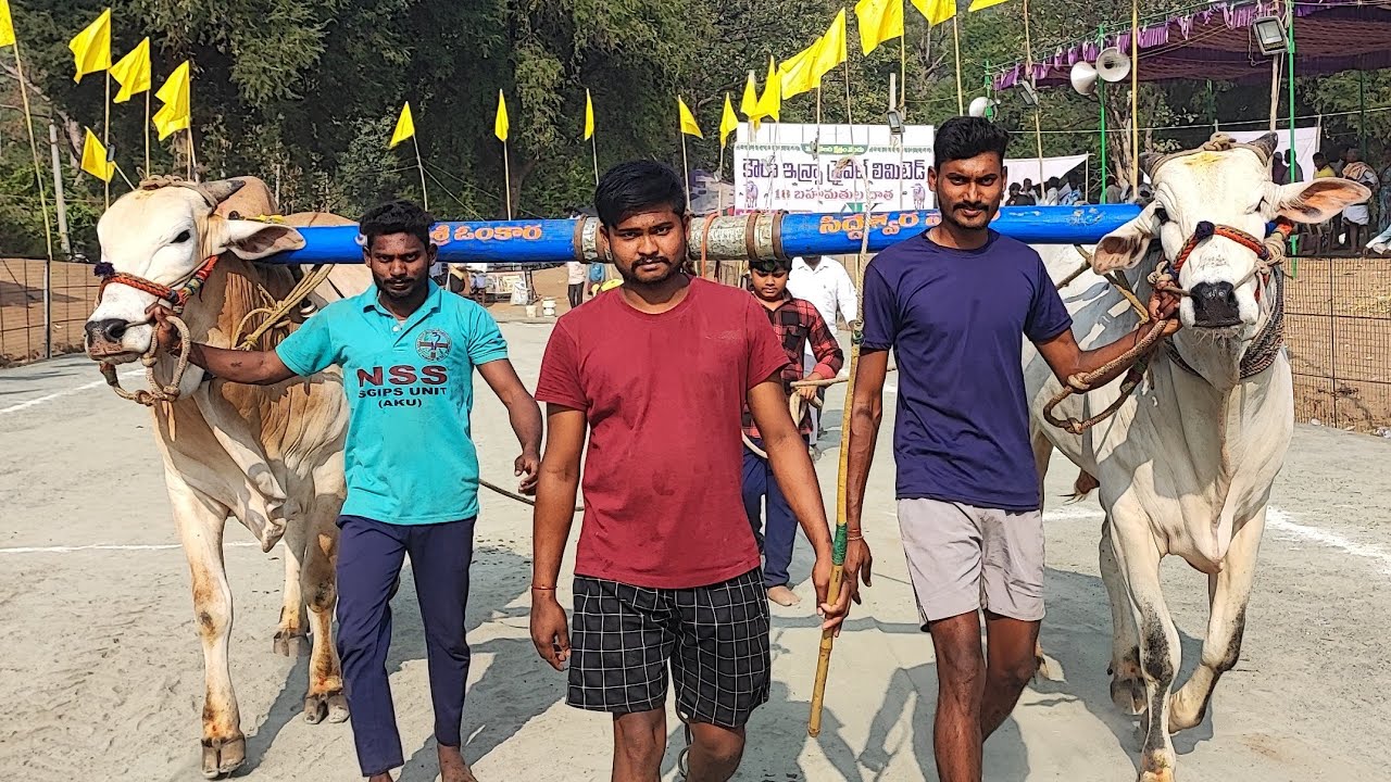 మహానంది 6పళ్ళు  విభాగంలో 15వ జత