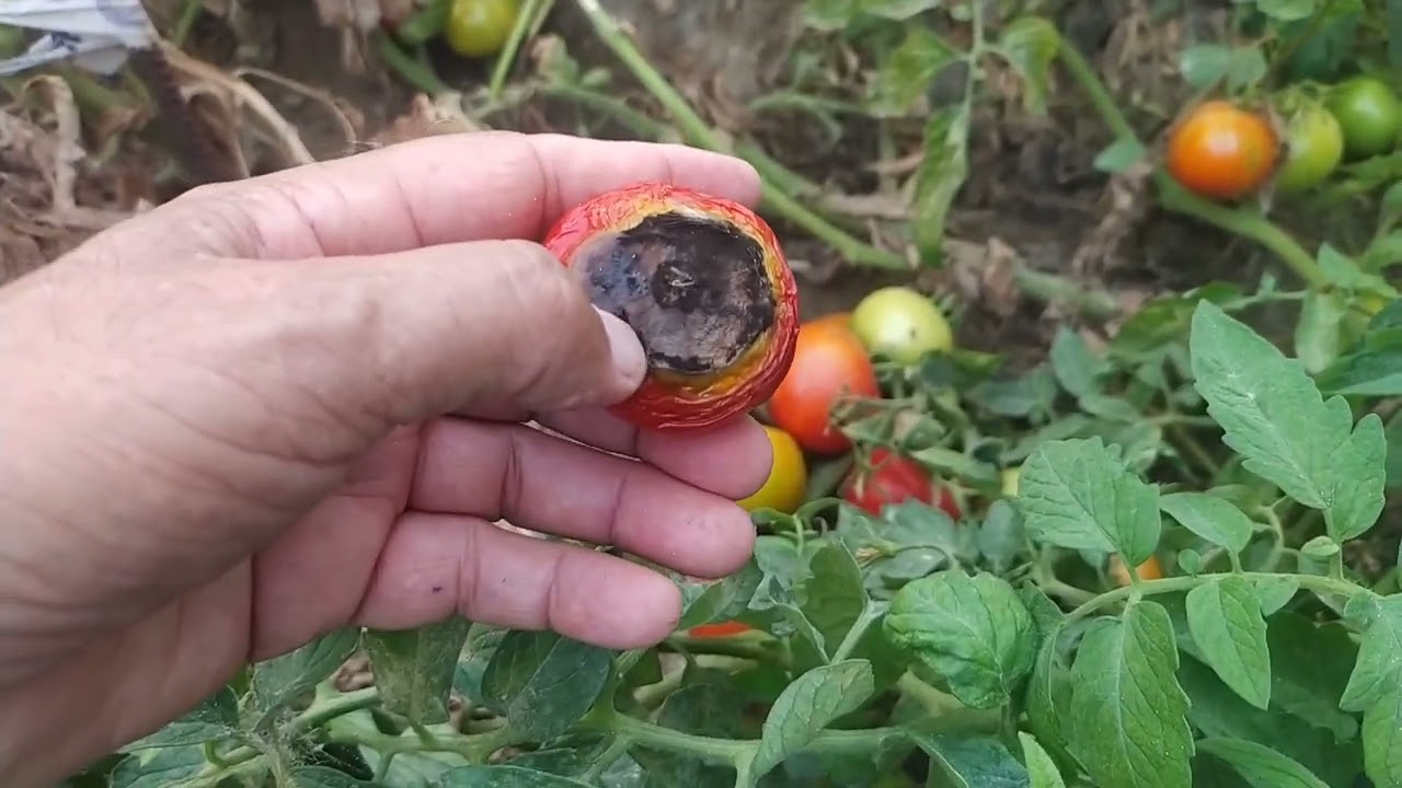 POMİDORUN TƏPƏSİ ÇÜRÜYÜR .