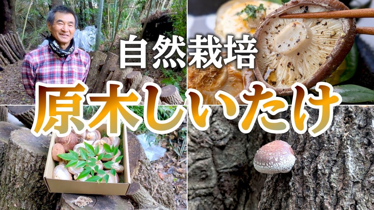 原木しいたけの特徴とは？｜高塚成生の原木しいたけ（自然栽培専門店ナチュラルスタイル）