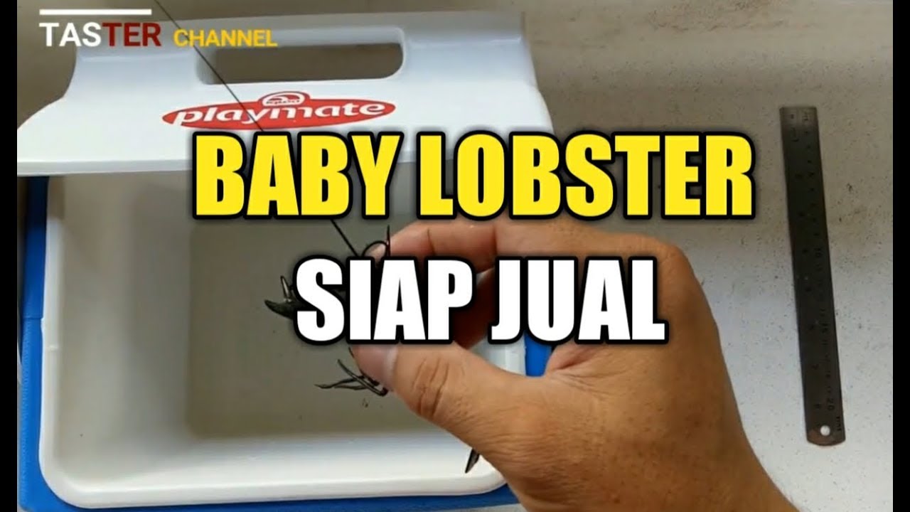 Lobster Anakan Siap Jual