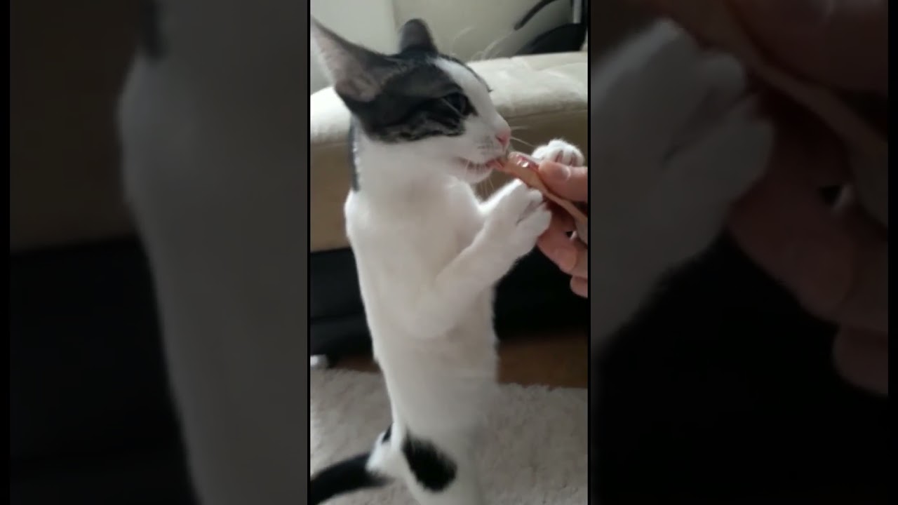 Happy cat mutlu kedi